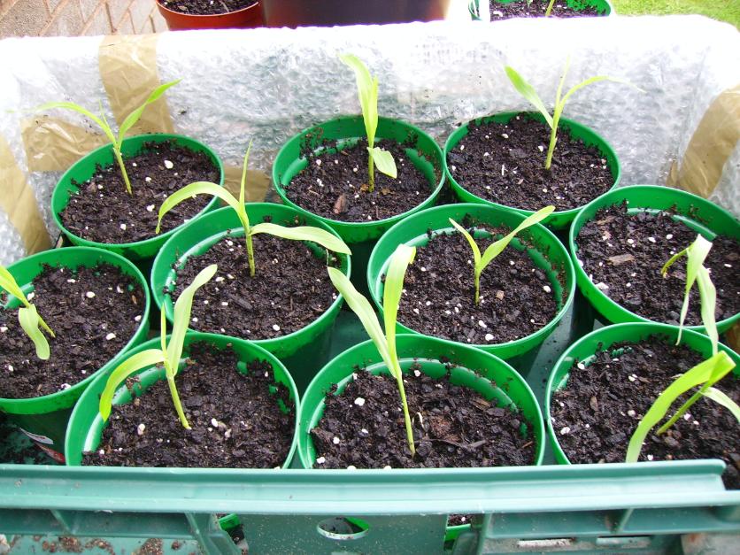 Sweetcorn Applause seedlings 2 weeks old